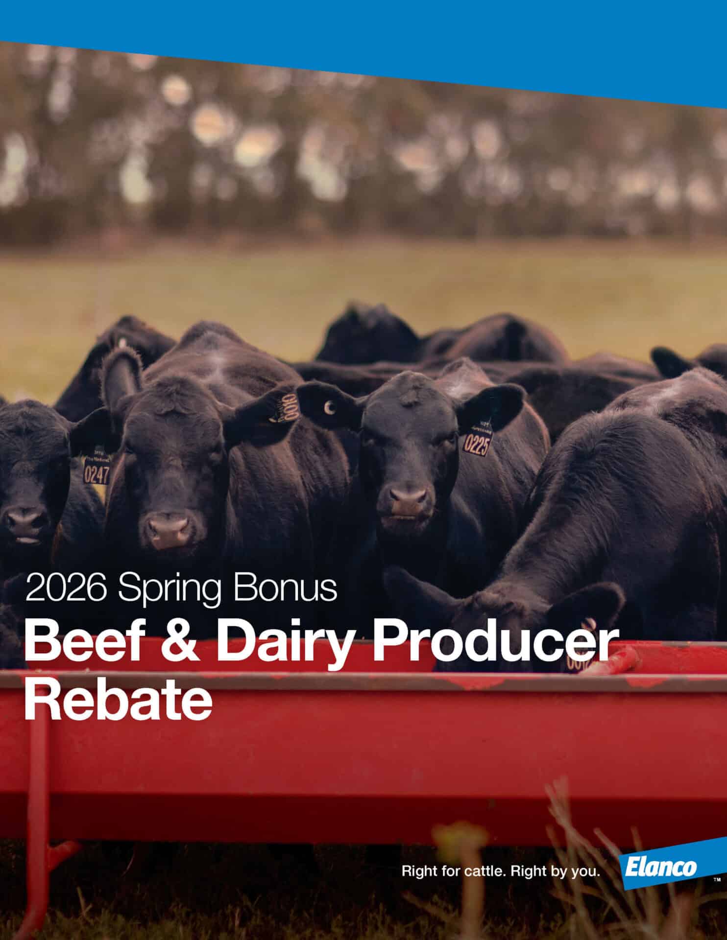 A group of black cattle stand at a red feeding trough in a pasture. Text reads "2026 Spring Bonus Beef & Dairy Producer Rebate." Elanco logo is visible.