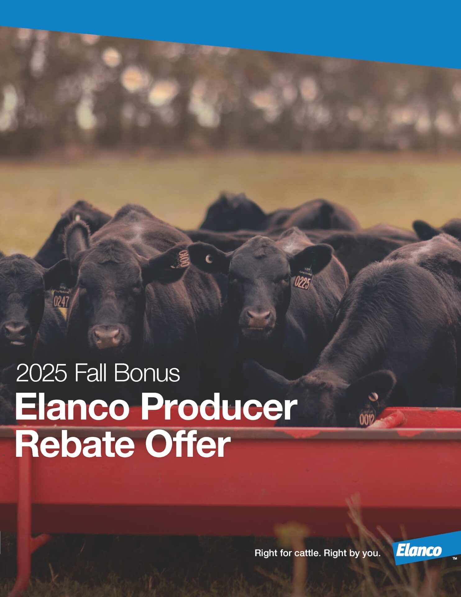 A group of black cattle eating from a red trough in a pasture, with promotional text about the 2025 Fall Bonus Elanco Producer Rebate Offer overlayed.