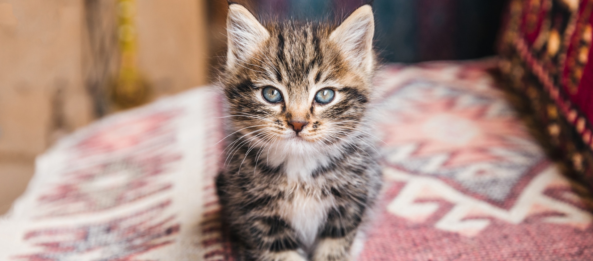 A small tabby kitten sits attentively on a patterned rug, looking at the camera.