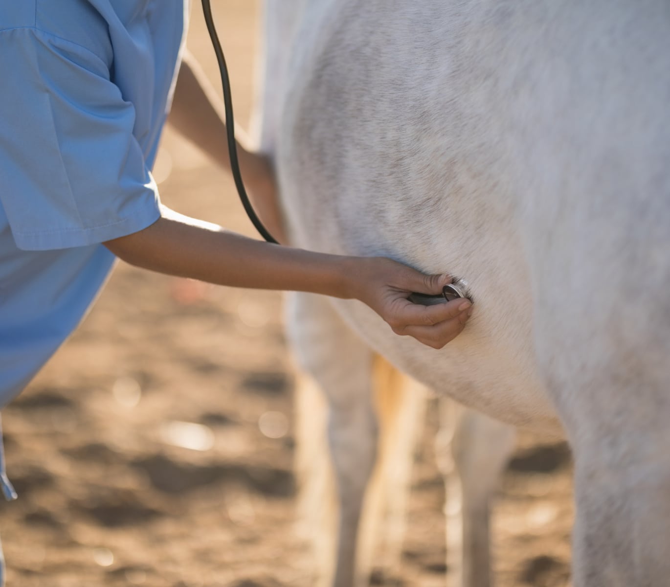 A person in a blue shirt uses a stethoscope to examine a white horse outdoors.