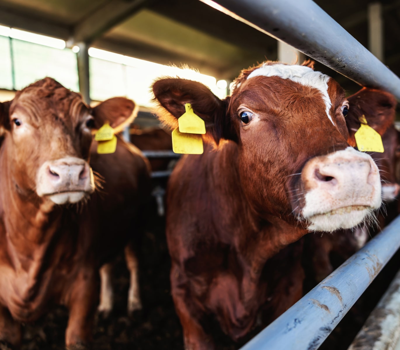 Three brown cows with yellow ear tags stand behind metal bars in a barn.