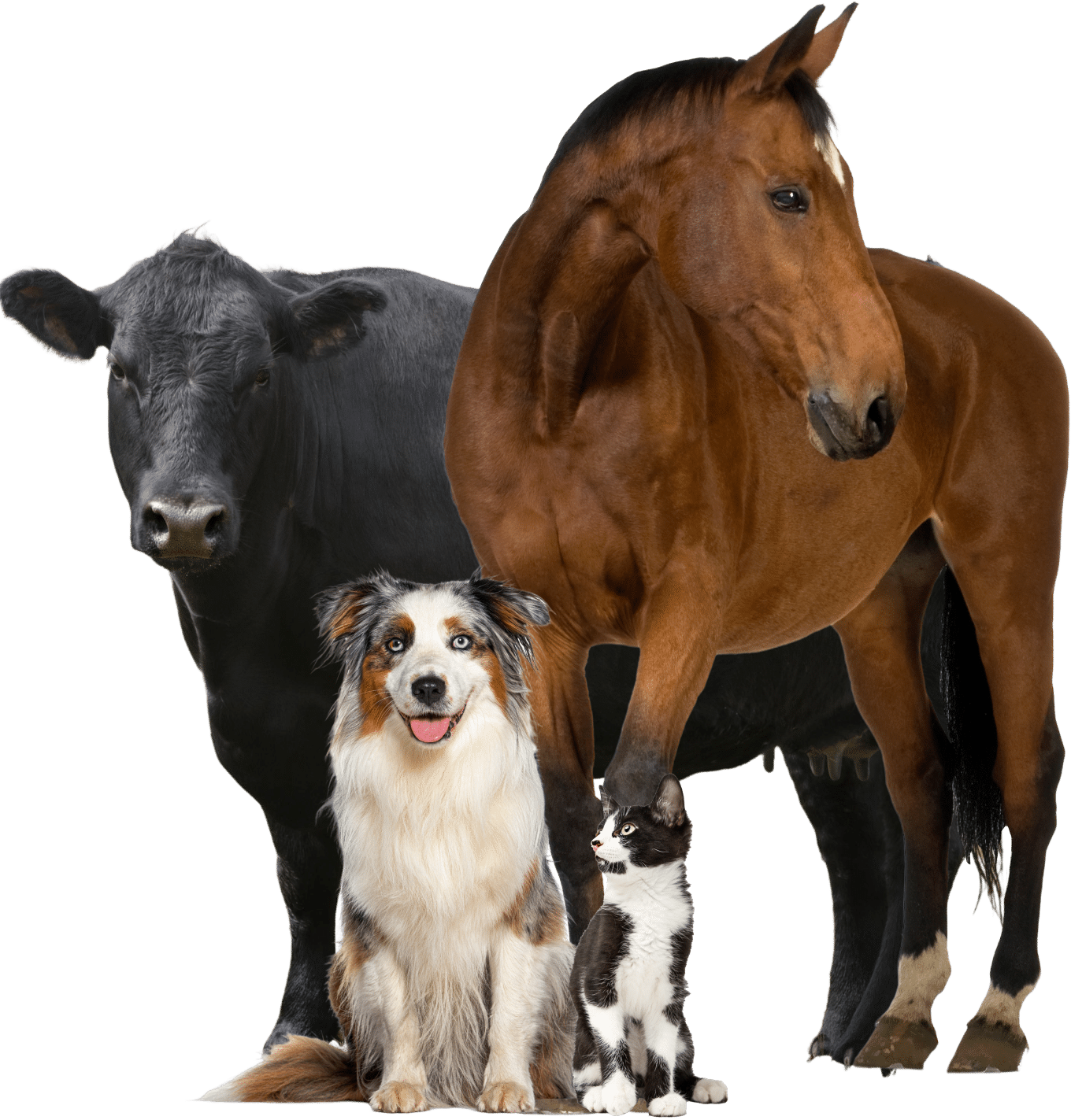 A cow, horse, dog, and cat are standing together against a white background.