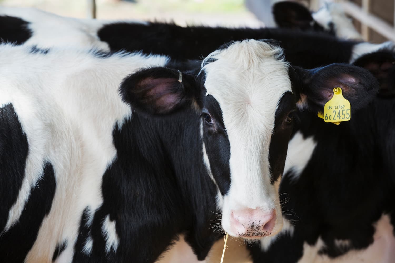 A black and white Holstein cow with a yellow ear tag stands in a group of similar cows, looking toward the camera.