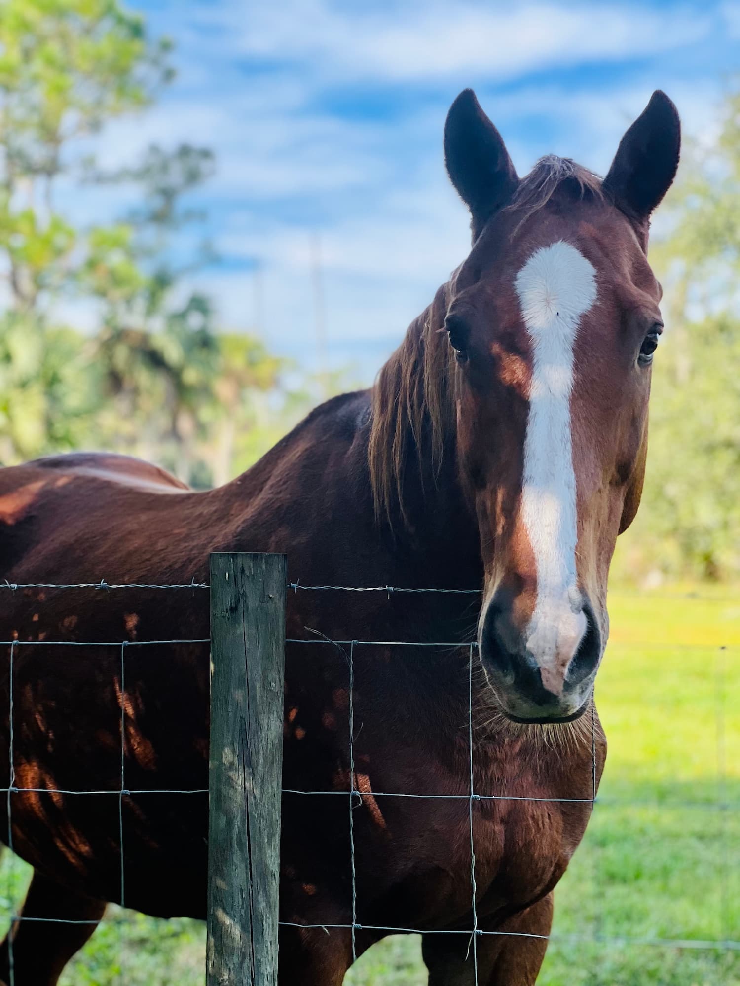 A brown horse with a white stripe on its face stands behind a wire fence in a grassy outdoor area under a blue sky.