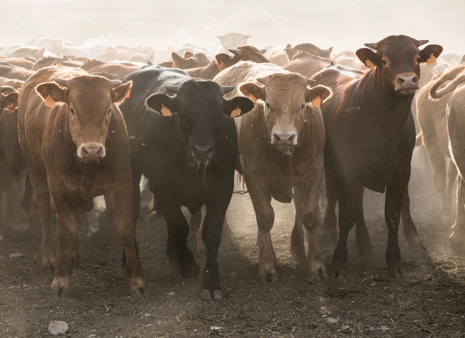 A group of cattle walking towards the camera in a dusty environment.