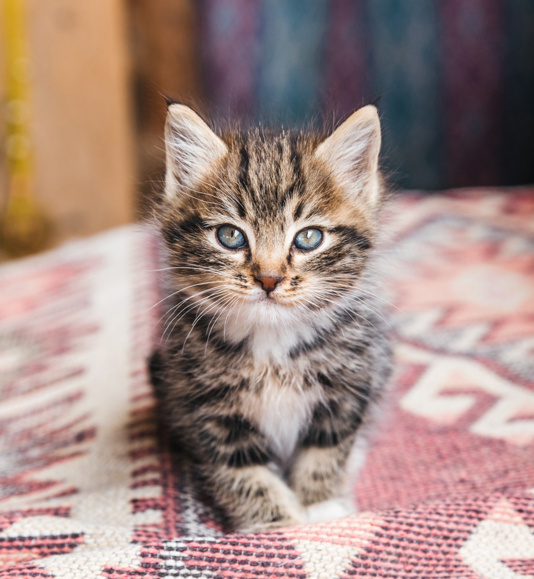 A small tabby kitten with blue eyes sits on a patterned rug, looking directly at the camera.