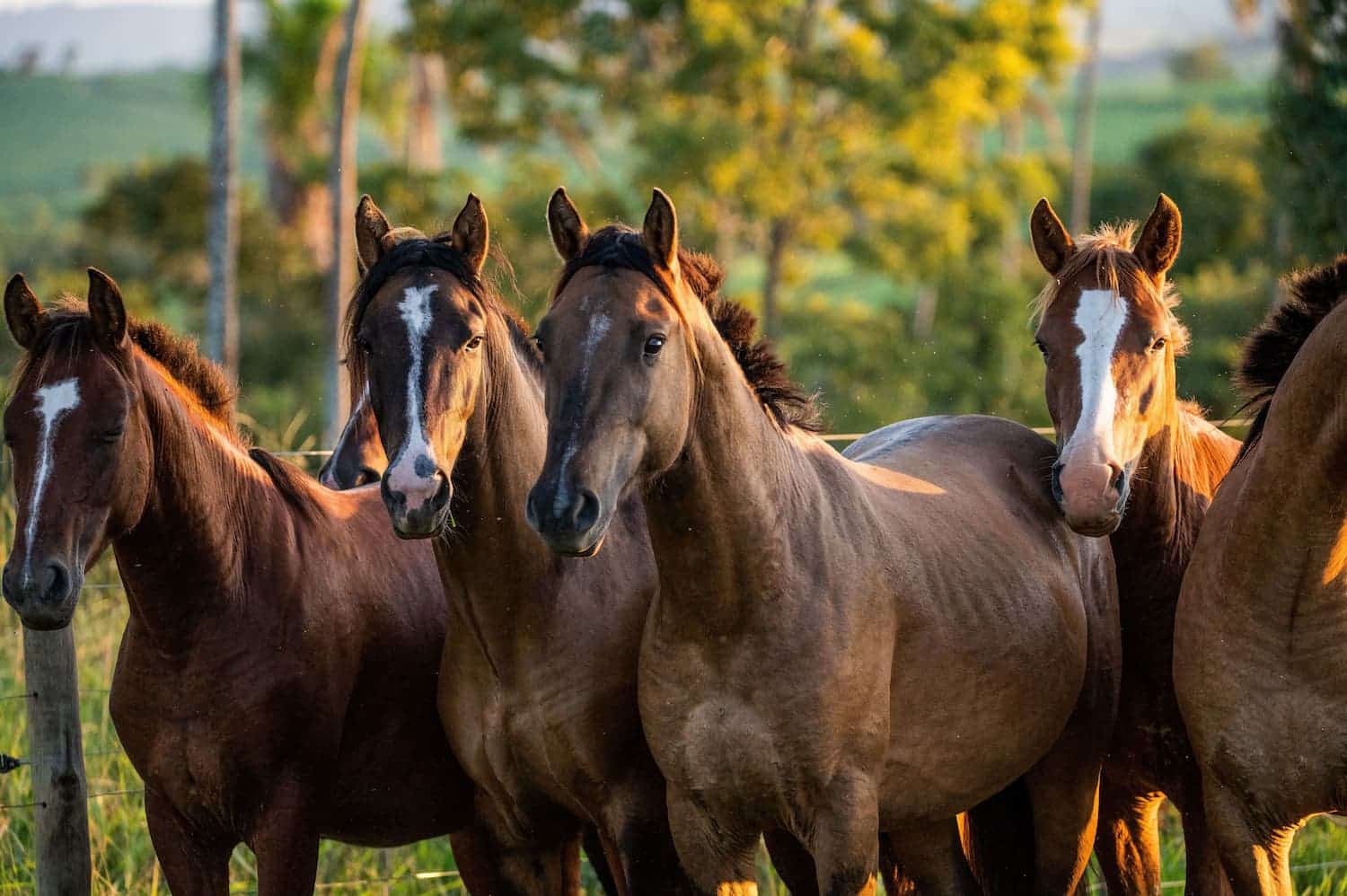 A group of brown horses with white markings stands together in a grassy field, with trees in the background.