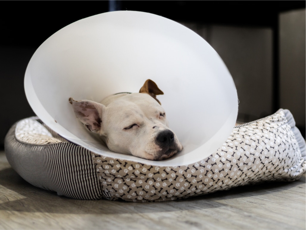 A dog with a white cone around its neck is resting on a patterned dog bed.