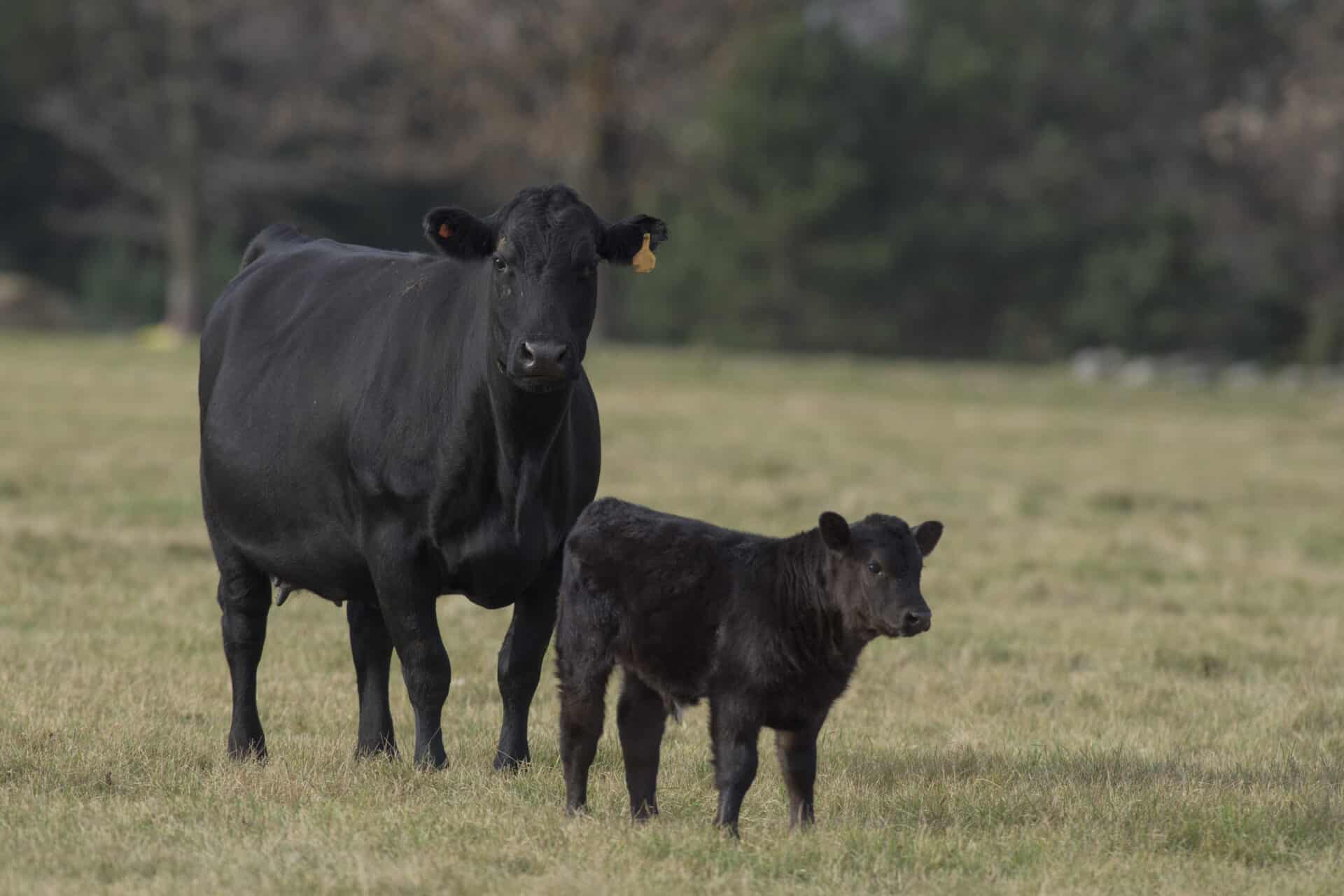 A black cow and its calf stand on a grassy field with trees in the background.