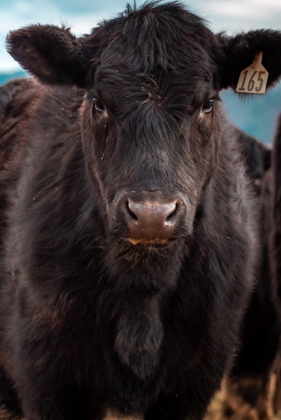 Close-up of a black cow with a numbered ear tag, facing the camera against a blurred outdoor background.