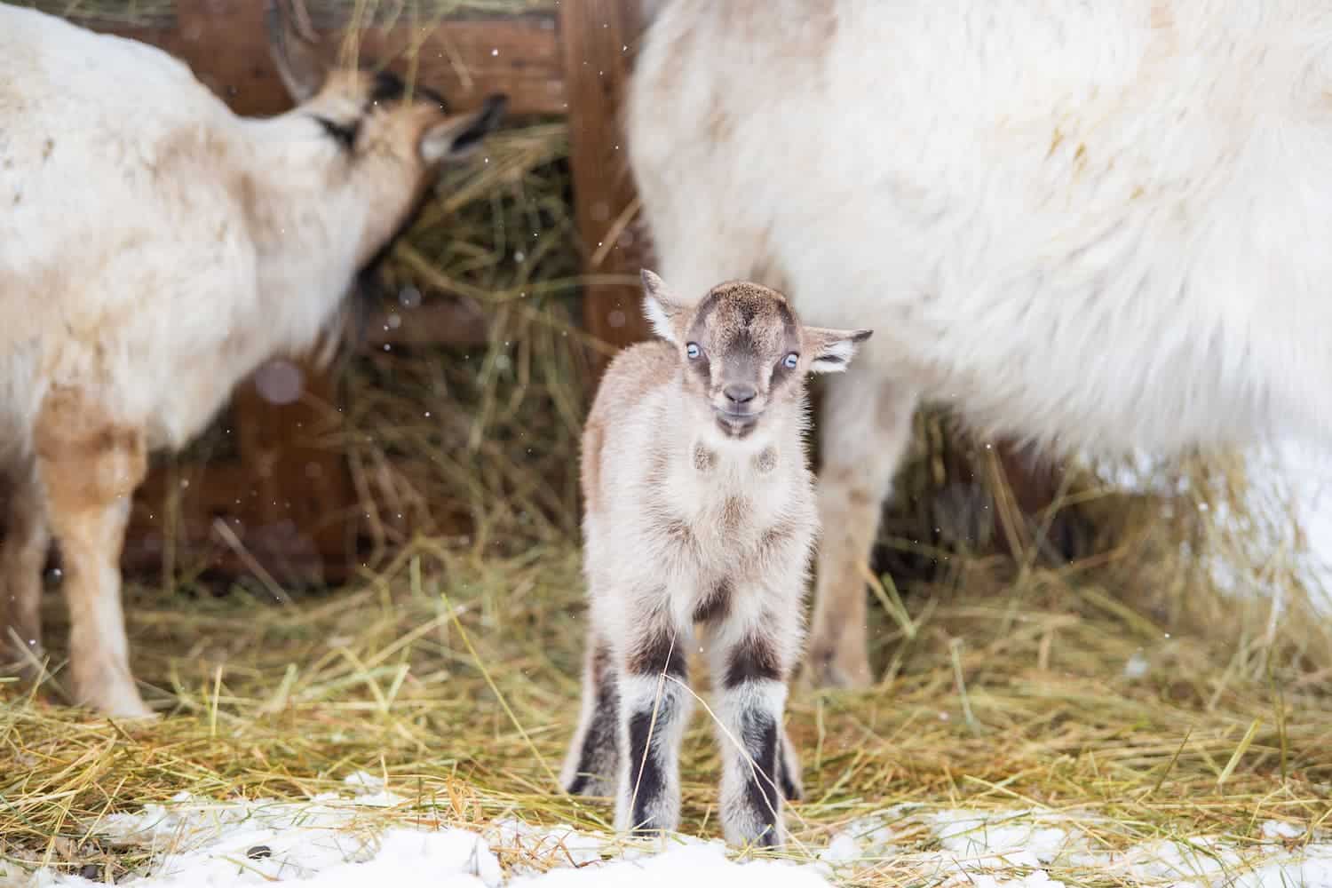 A young goat stands on hay between two adult goats, with snow on the ground.