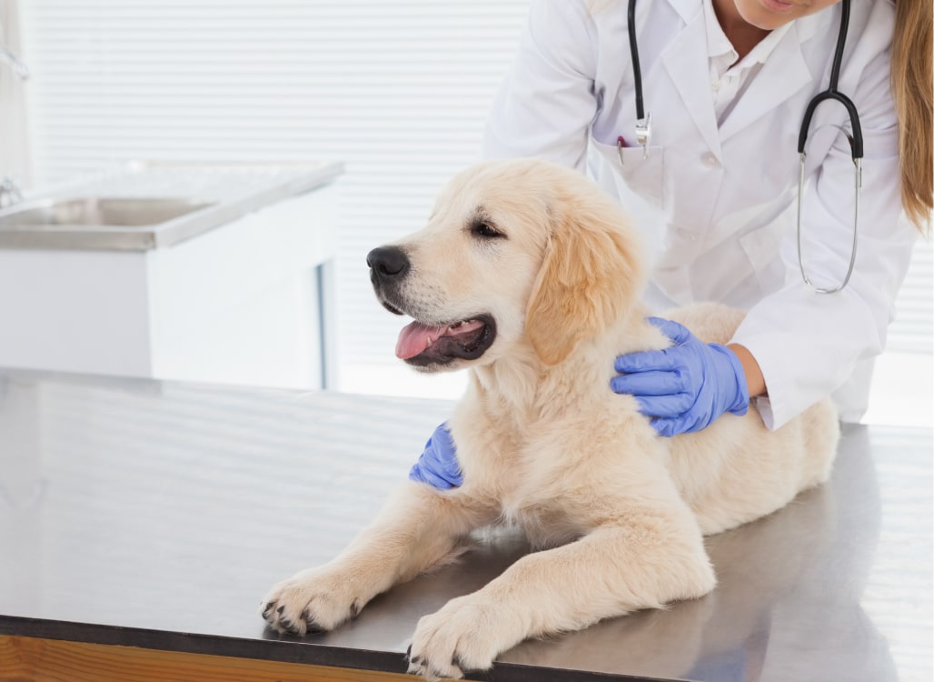 A veterinarian examines a Golden Retriever puppy on a stainless steel table while wearing gloves.