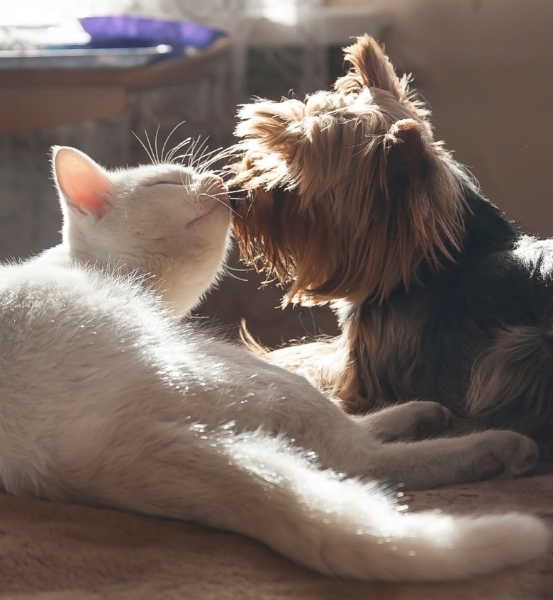 A white cat and a small dog cuddle in sunlight, resting peacefully on a soft, brown surface indoors.