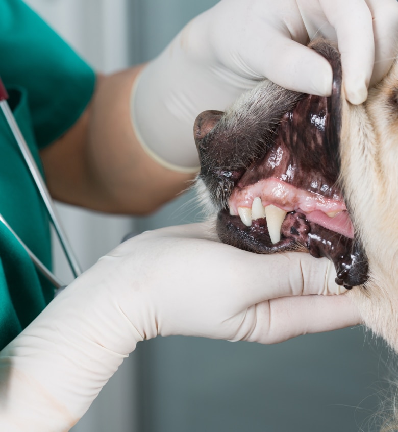 Veterinarian examines a dog's teeth, wearing gloves and a green uniform, holding the dog's mouth open for inspection.