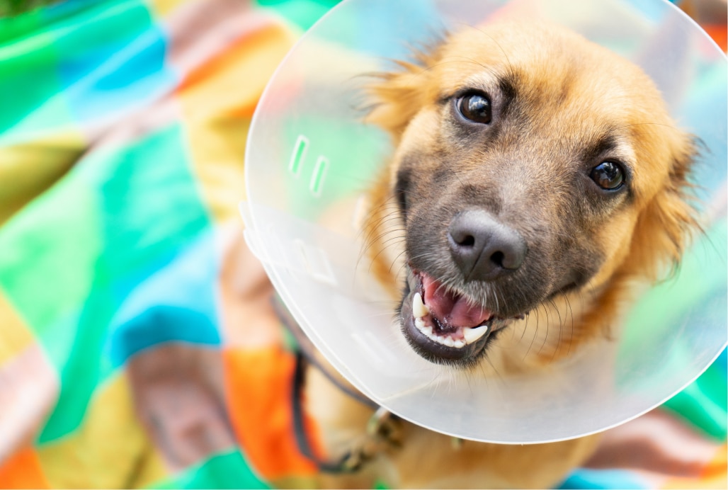 A brown dog wearing a plastic protective cone sits on a colorful blanket, looking up with its mouth open.