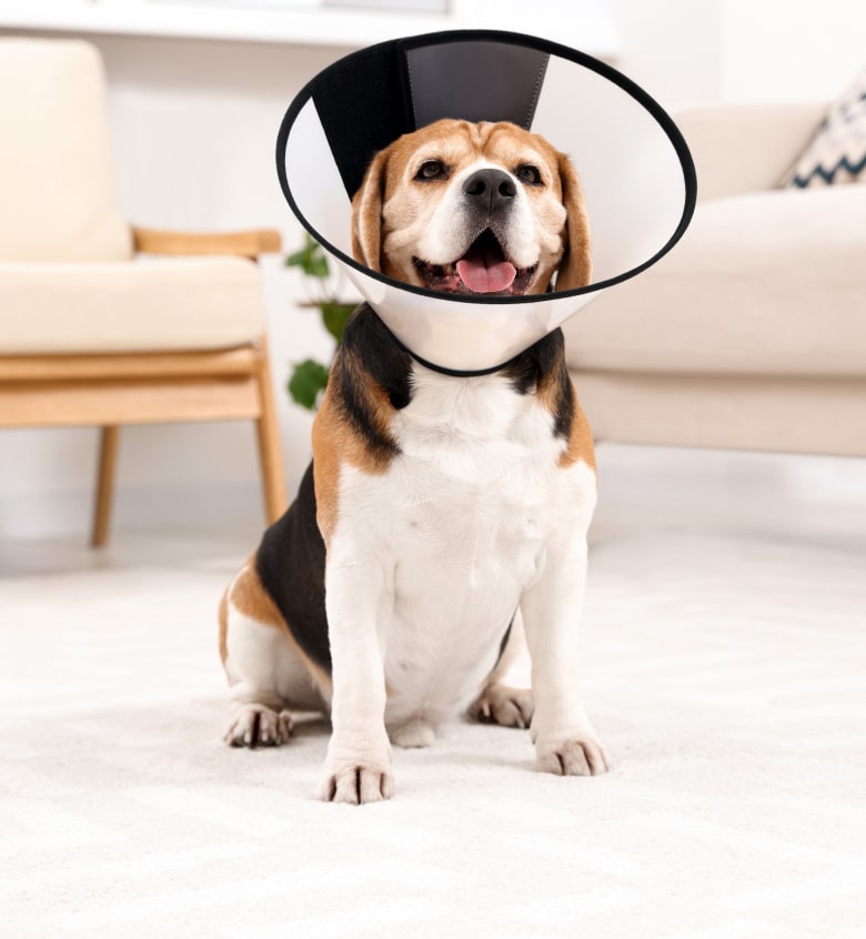 Beagle wearing a cone sits on a light-colored carpet in a living room with furniture in the background.