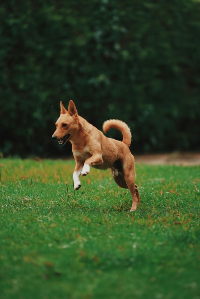 A brown dog runs energetically on a green grassy field.