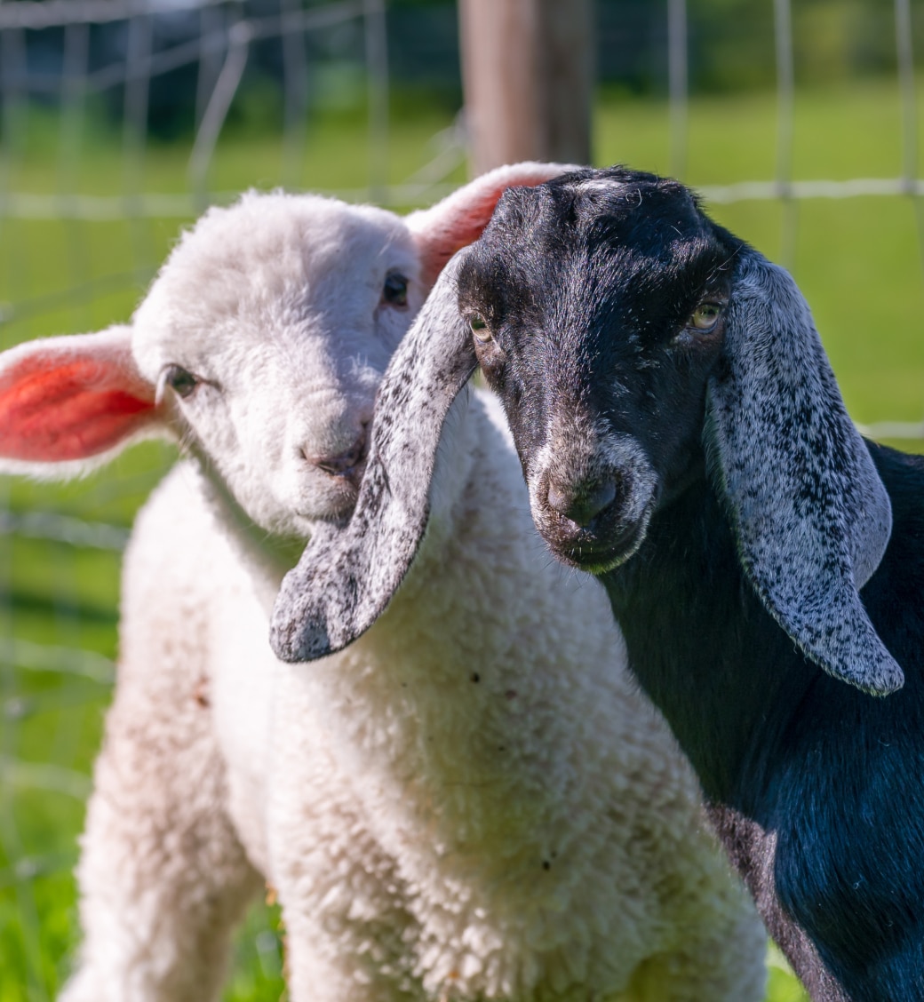 Two lambs with floppy ears stand close together in a grassy area enclosed by a wire fence.