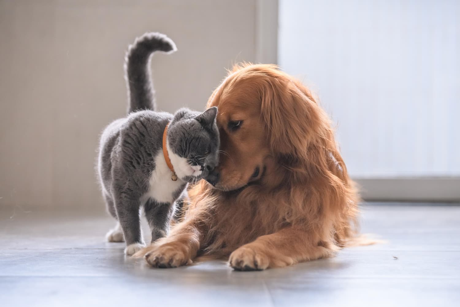 A gray cat and a golden retriever gently nuzzle each other on a tiled floor in a bright room.