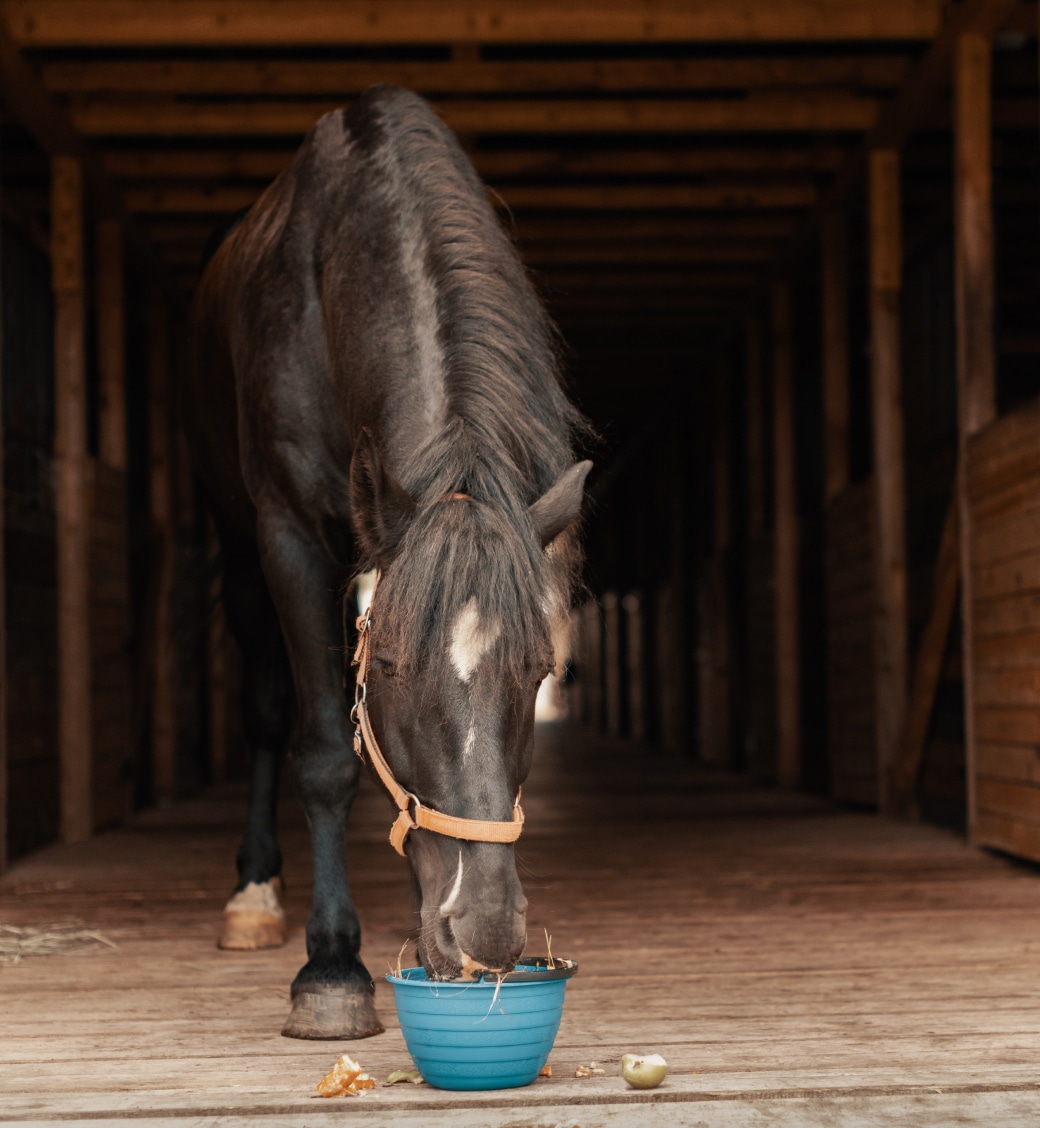 A horse with a brown halter eats from a blue bowl in a wooden stable aisle.