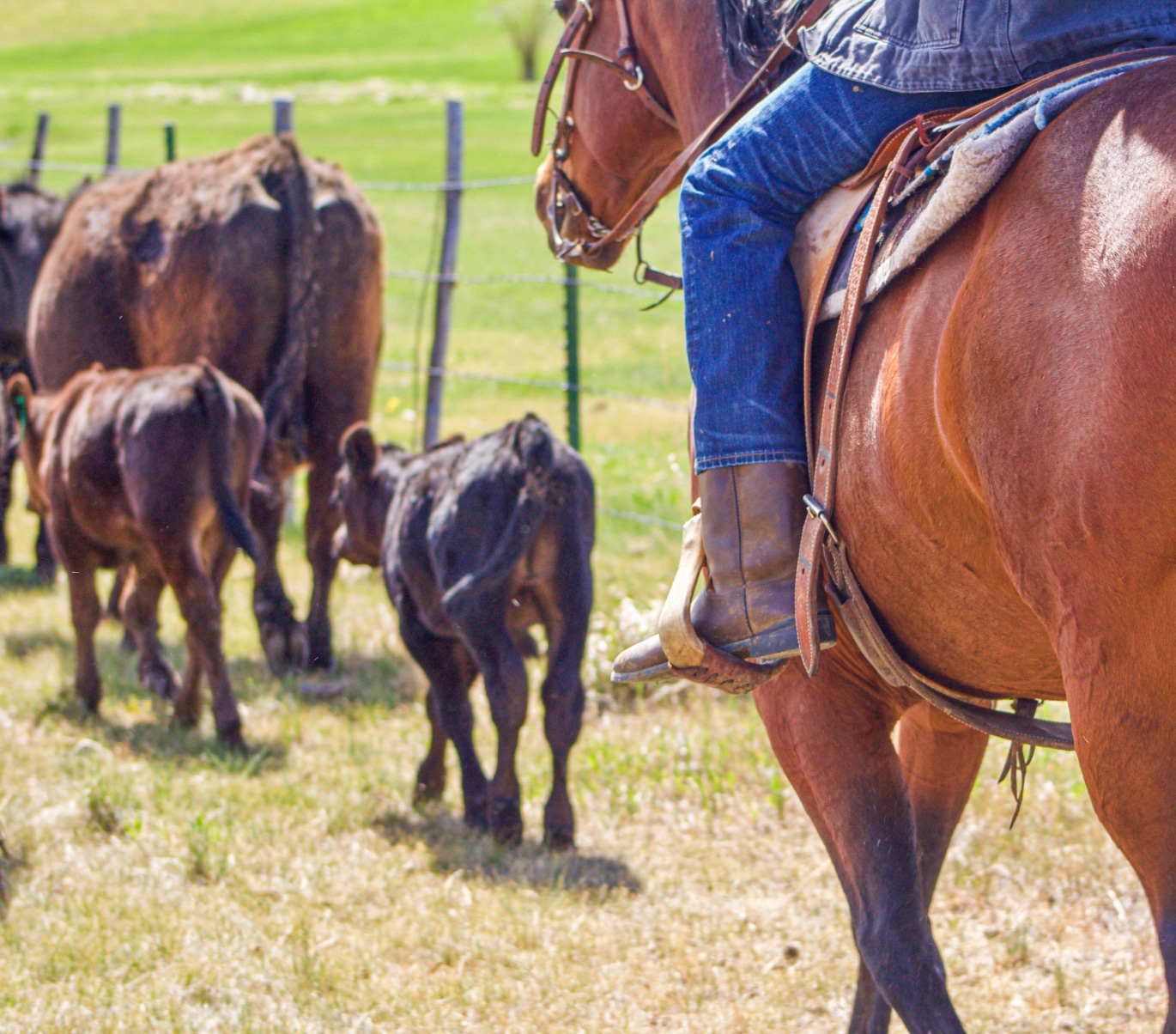 A person on horseback herding cattle in a grassy field, with a fence in the background.