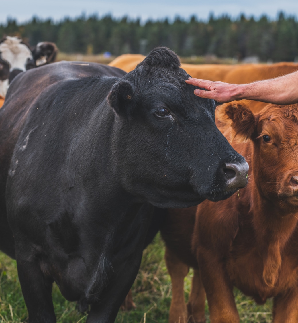 A black cow is being gently petted by a person's hand in a field with other cows nearby.