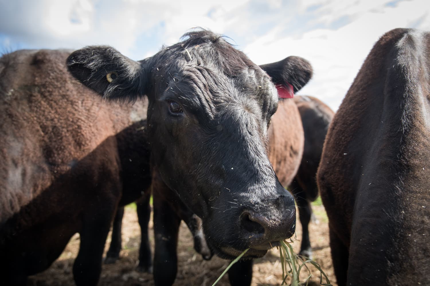 Close-up of a black cow eating grass, surrounded by other cows under a blue sky with clouds.