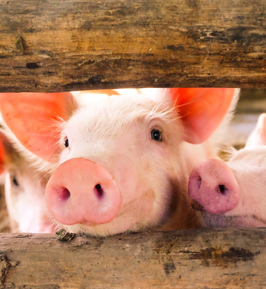 Three pigs with pink snouts peer through wooden slats.