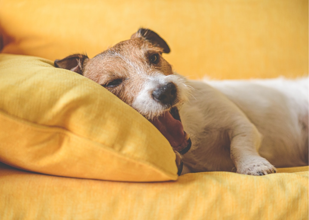 A small dog with brown and white fur yawns while lying on a yellow cushion on a sofa.